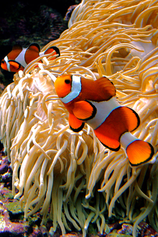 backgrounds for websites free. clown fish ackground by